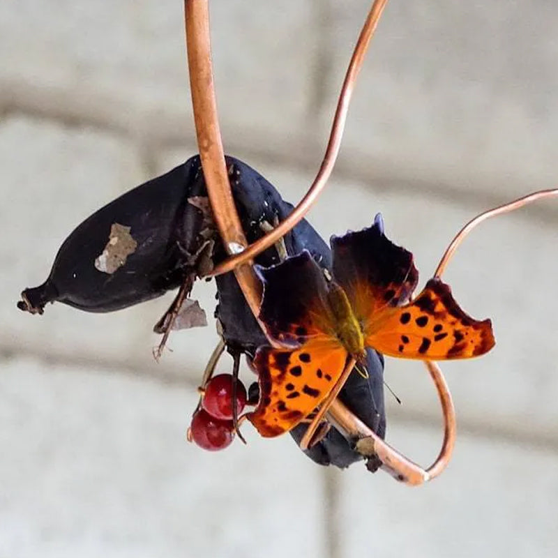 Butterfly Banana Hammock-Butterfly Feeder